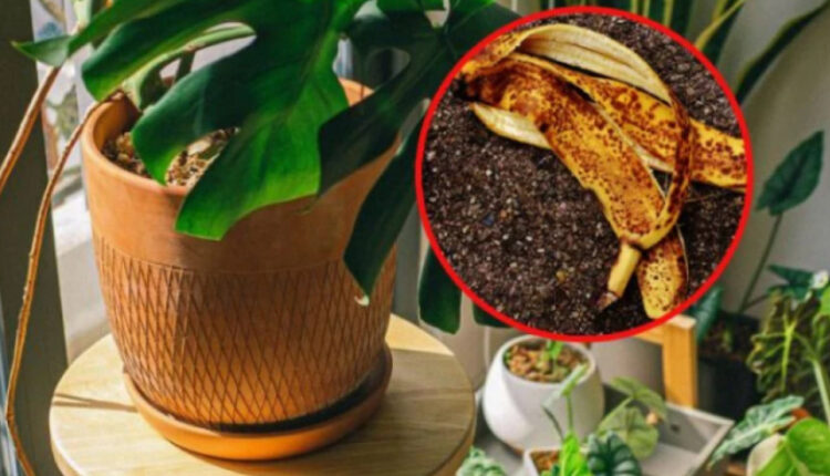 Nikako ne bacajte koru od banane: Sjajna je prihrana za sobne biljke i možete je iskoristiti na 2 načina Nikako ne bacajte koru od banane: Sjajna je prihrana za sobne biljke i možete je iskoristiti na 2 načina