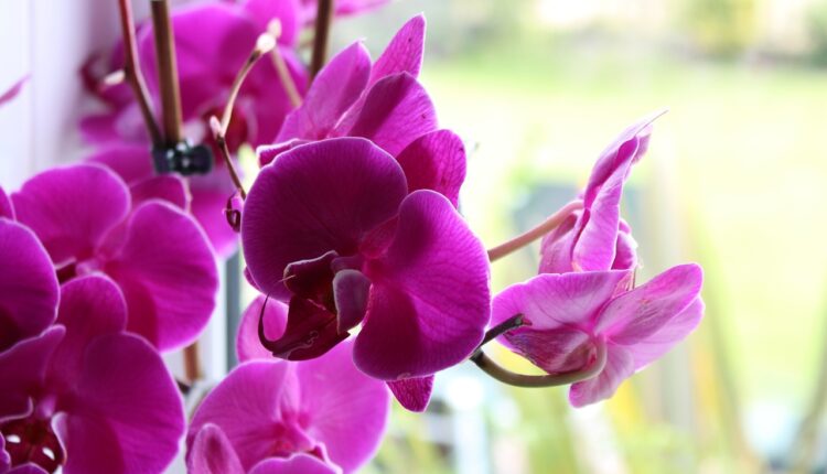 Infuzija za orhideje posle koje će biljka biti puna cvetova: Potrebna su vam samo 2 sastojka