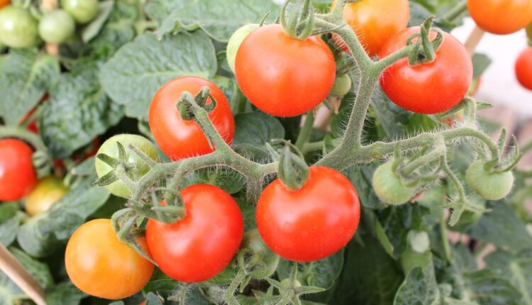 Baštovani savetuju da ovo đubrivo posipate oko paradajza: Imaćete sočne plodove sve do novembra