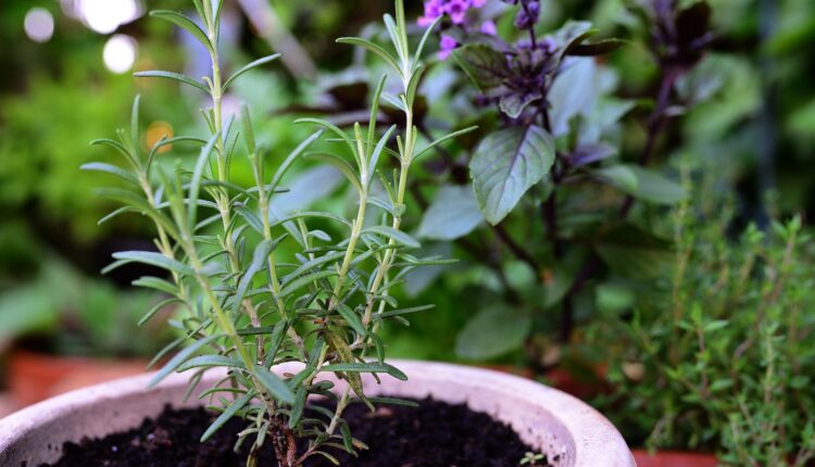 Pripremite ruzmarin za zimu: Ovaj trik obećava da će aromatična biljka nastaviti da buja do proleća