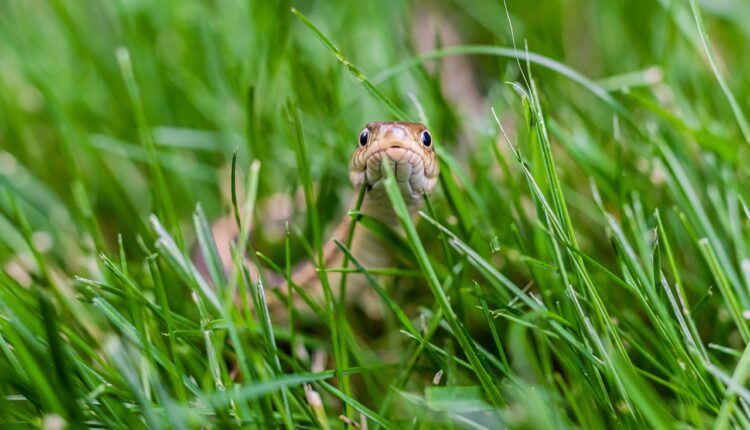 Ovi mirisi mogu da privuku zmije u vaše dvorište