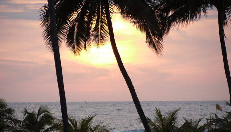 Ako se usuđujete izaberite palmu sa slike, saznaćete šta vas očekuje ovog leta