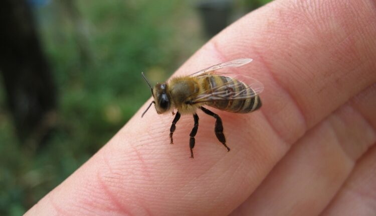Ako vas ujede pčela, ovaj lek je spas: Savet starog pčelara rešiće vas muka
