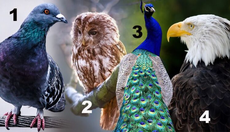 Izaberite pticu koja vam se najviše dopada na ovoj slici: Test ličnosti otkriva vaše najveće vrline i mane