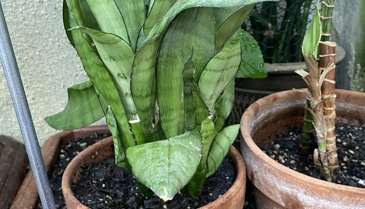 Ako nemate klimu nabavite ovu biljku, može da pomogne da snizite temperaturu u stanu