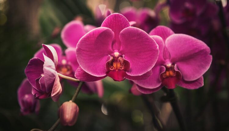 Ako ste ljubitelj orhideja, onda morate da znate kakvu simboliku nosi i šta privlači
