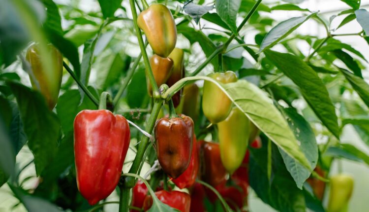 Paprika ne podnosi ove 4 biljke: Osušiće se i propasti i pre cvetanja