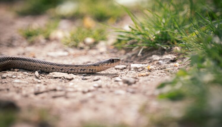 Kako se najlakše odbraniti od napada zmije: Jednu stvar ne smete raditi, upozorava biolog