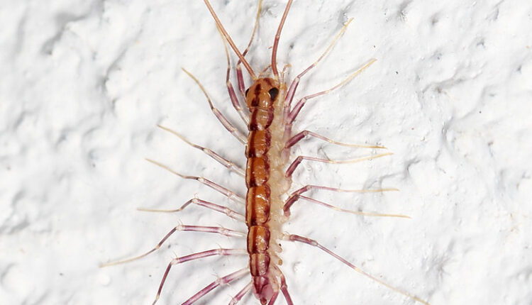 Ima 15 pari nogu i izgleda jezivo: Ali postoji dobar razlog zašto ovaj insekt ne treba ubijati