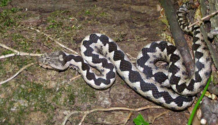 Ovih zmija treba da se plašite u Srbiji, a ako naiđete na njih obavezno uradite ovo