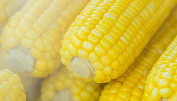 Mogli bi da se iznenadite: Evo šta se dešava u vašem organizmu kada jedete kukuruz