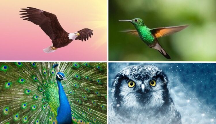 Test ličnosti otkriva vašu unutrašnju snagu: Izaberite jednu pticu i saznajte šta vas održava i vodi kroz život
