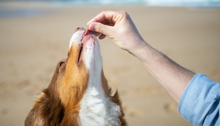 Znate li šta znači ako vam pas liže ruku: Nije ljubav, evo šta želi da vam poruči