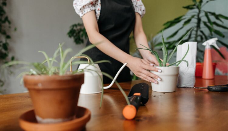 Aloe vera je biljka koja ima mnoge blagodeti, a nije zahtevna: Evo kako da je uspešno održavate Aloe vera je biljka koja ima mnoge blagodeti, a nije zahtevna: Evo kako da je uspešno održavate