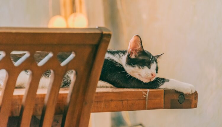 5 najčešćih razloga zašto vam se mačka penje na sto i kako da prestane