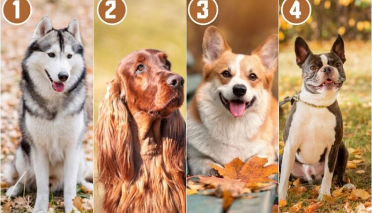 Izaberite psa koji vam se najviše dopada na ovoj slici: Test ličnosti otkriva vaše najvažnije osobine