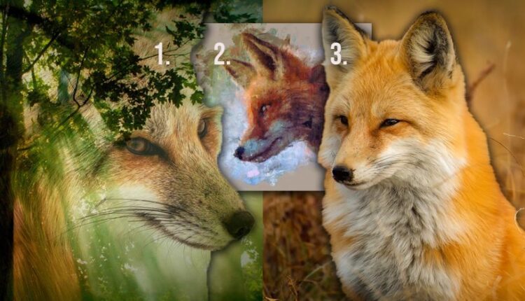 Odaberite jednu lisicu sa ove slike: Test ličnosti otkriva mnogo o vama i vašim sposobnostima