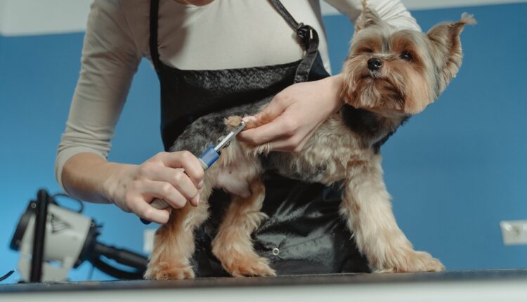 Ovo može da bude veoma naporno: Kako pravilno iseći nokte psu?