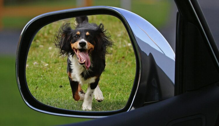 Znate li zašto psi laju i jure automobile: Evo koji je stvarno razlog, iznenadićete se