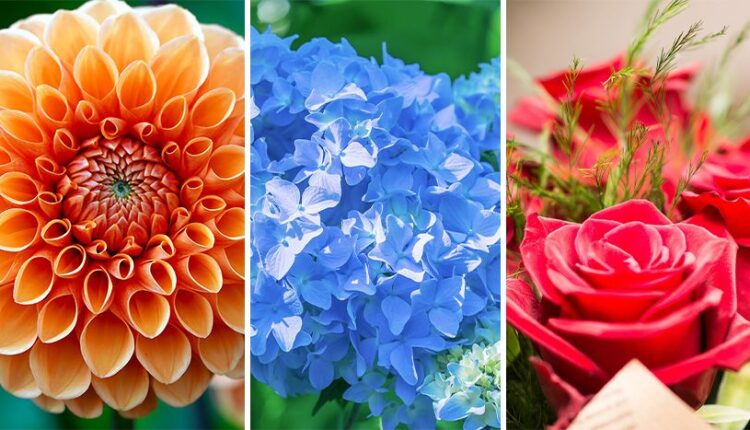 Test podsvesti: Izaberite svoj omiljeni cvet sa slike i saznajte koja vaša osobina najviše prija ljudima
