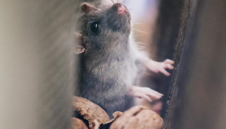 Ovaj trik sa svetlom držaće miševe podalje od vašeg podruma, tavana ili kuhinje