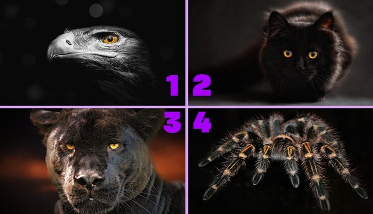 Test podsvesti sa 4 životinje: Odaberite jednu i saznajte koja je mračna strana vaše ličnosti