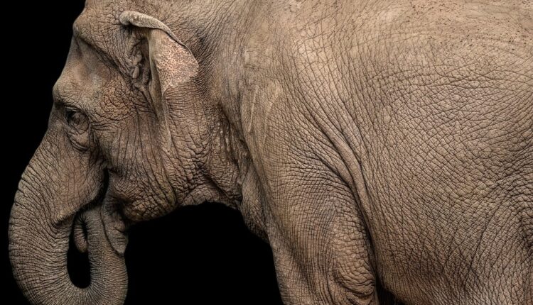 Otkriveno da azijski slonovi pokopavaju svoje mrtve: Šta se krije iza njihovog misterioznog ponašanja?