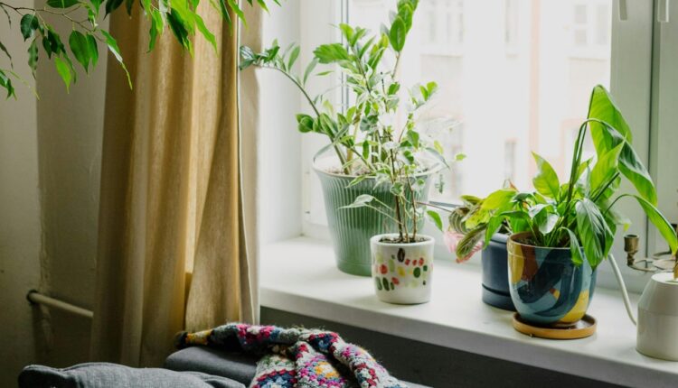 Kako da osvežite sobne biljke posle zime: 3 korisna saveta uz koje će biti negovane i izgledaće još lepše