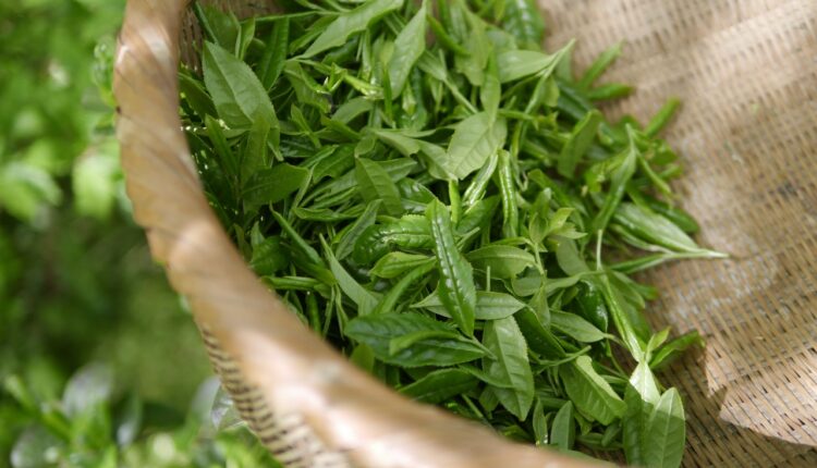 Da li ste znali da je zeleni čaj čarobni eliksir za savršen vrt? Otkrivamo i kako