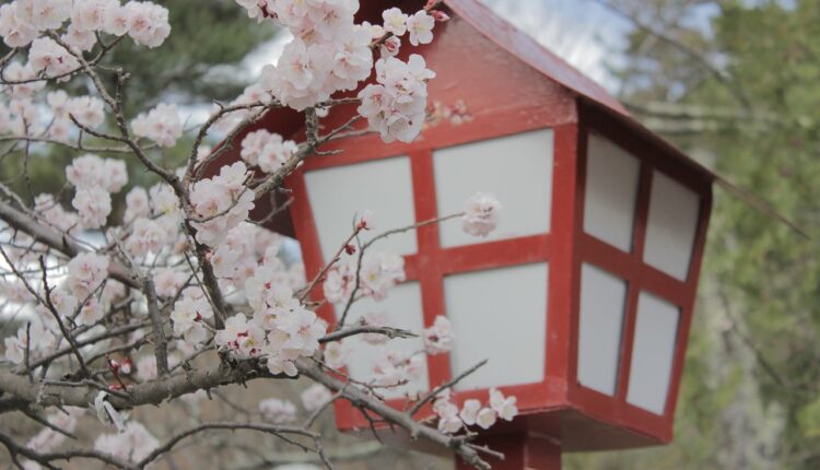 Magična moć japanske trešnje: Kako njena lepota privlači novčane tokove