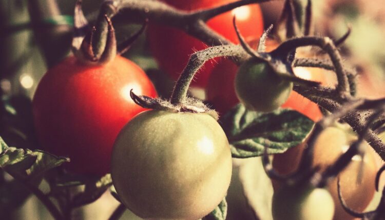 Otkrijte tajne majstora baštovanstva: Šta zakopavaju u zemlju pre sadnje paradajza će vas iznenaditi!