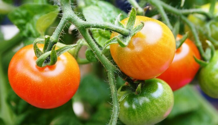 Za dobar rod paradajza najbitnije je da ga ne posadite prerano ili prekasno: Evo kako da odredite savršen trenutak