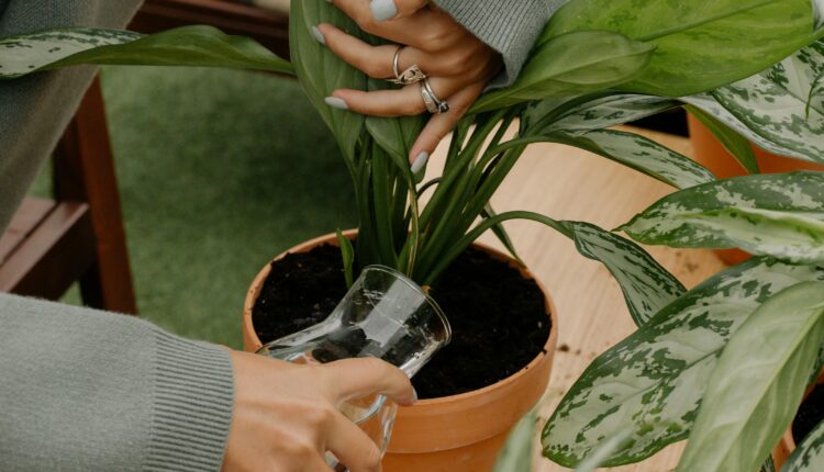 Kako napraviti prirodno đubrivo za cveće: 3 stvari koje inače bacate vaše biljke obožavaju