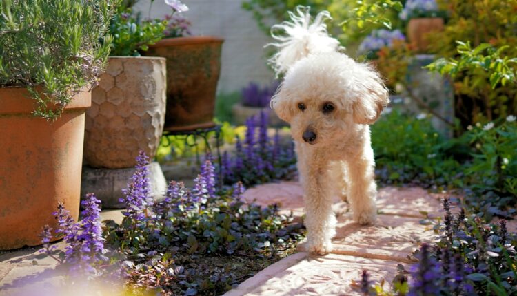 Pripazite: Ovih 5 stvari u bašti otrovne su za vašeg psa