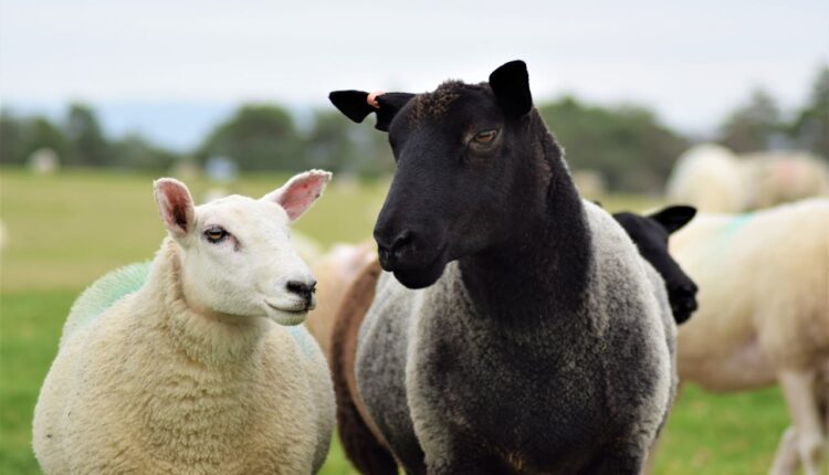 Rođeni ste kao ‘crna ovca’ u porodici? Evo kako ta činjenica zapravo može postati vaša prednost!