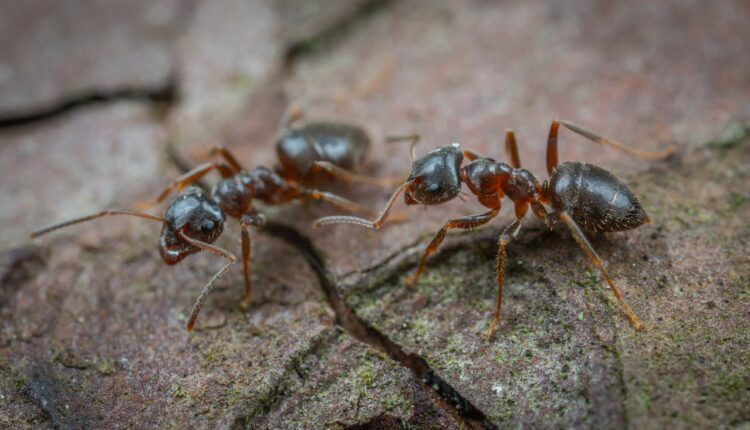 Mravi od davnina nagoveštavaju događaje, a evo kada slute zlo i nesreću u kući