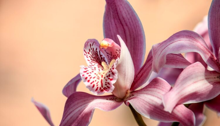 Ovaj lekoviti rastvor orhideji prija više od vode, nateraće je da ponovo procveta