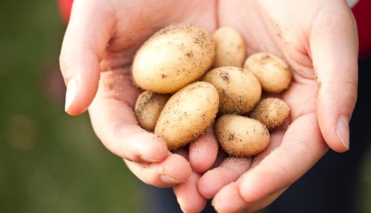 Ove 2 stvari su bitne: Kako da znate da li je mlad krompir zaista mlad
