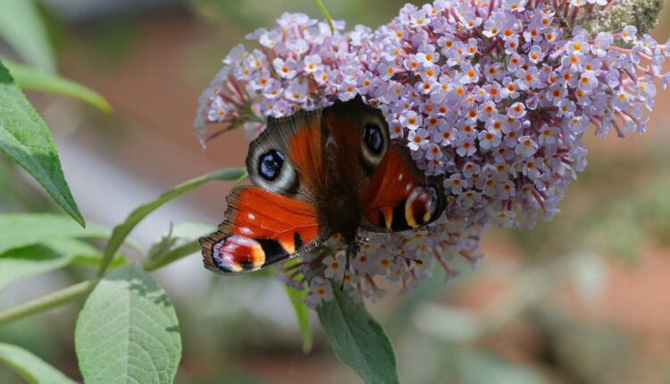 Dvorište kao iz bajke: “Leptirov grm” brzo raste, ali i stvara zavisnost kod leptira