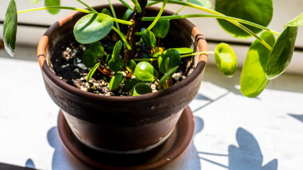 pilea