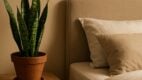 bedroom, potted plant, sleep disruption
